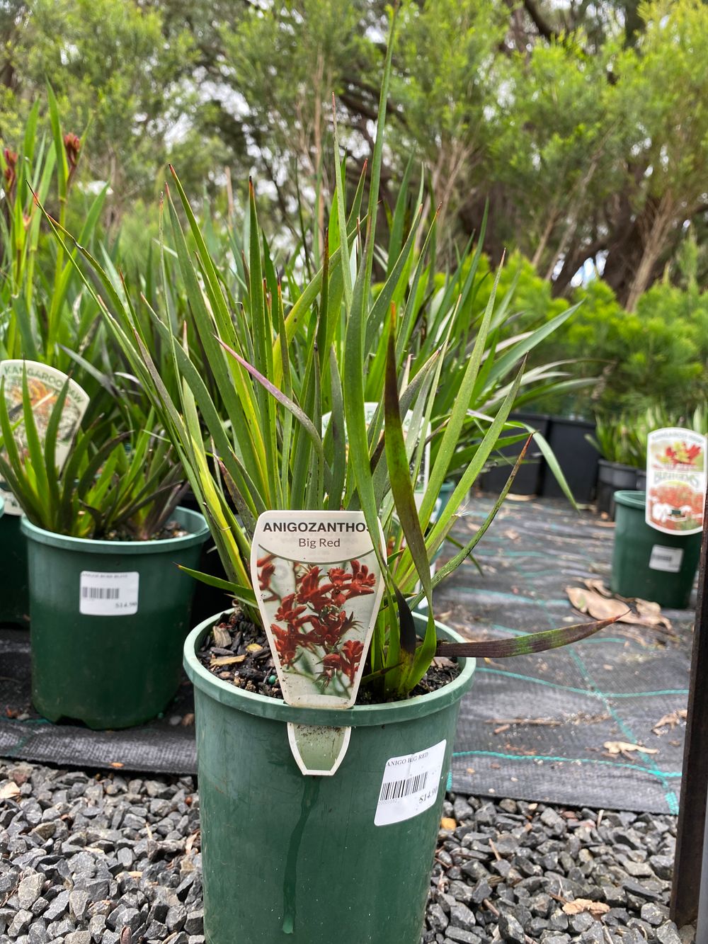 ANIGOZANTHUS BIG RED (14CM)