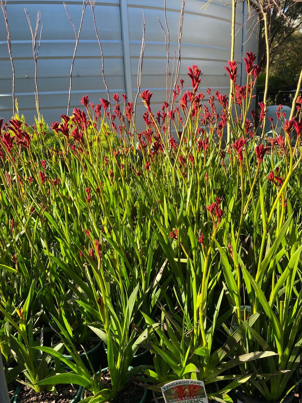 ANIGOZANTHUS BUSH BALLAD (14CM)