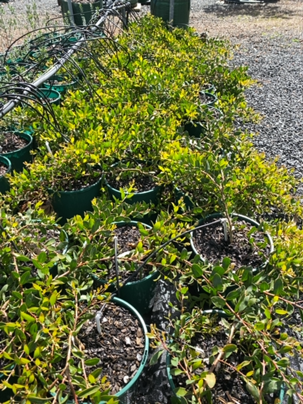 HAKEA BURRENDONG BEAUTY (20CM)