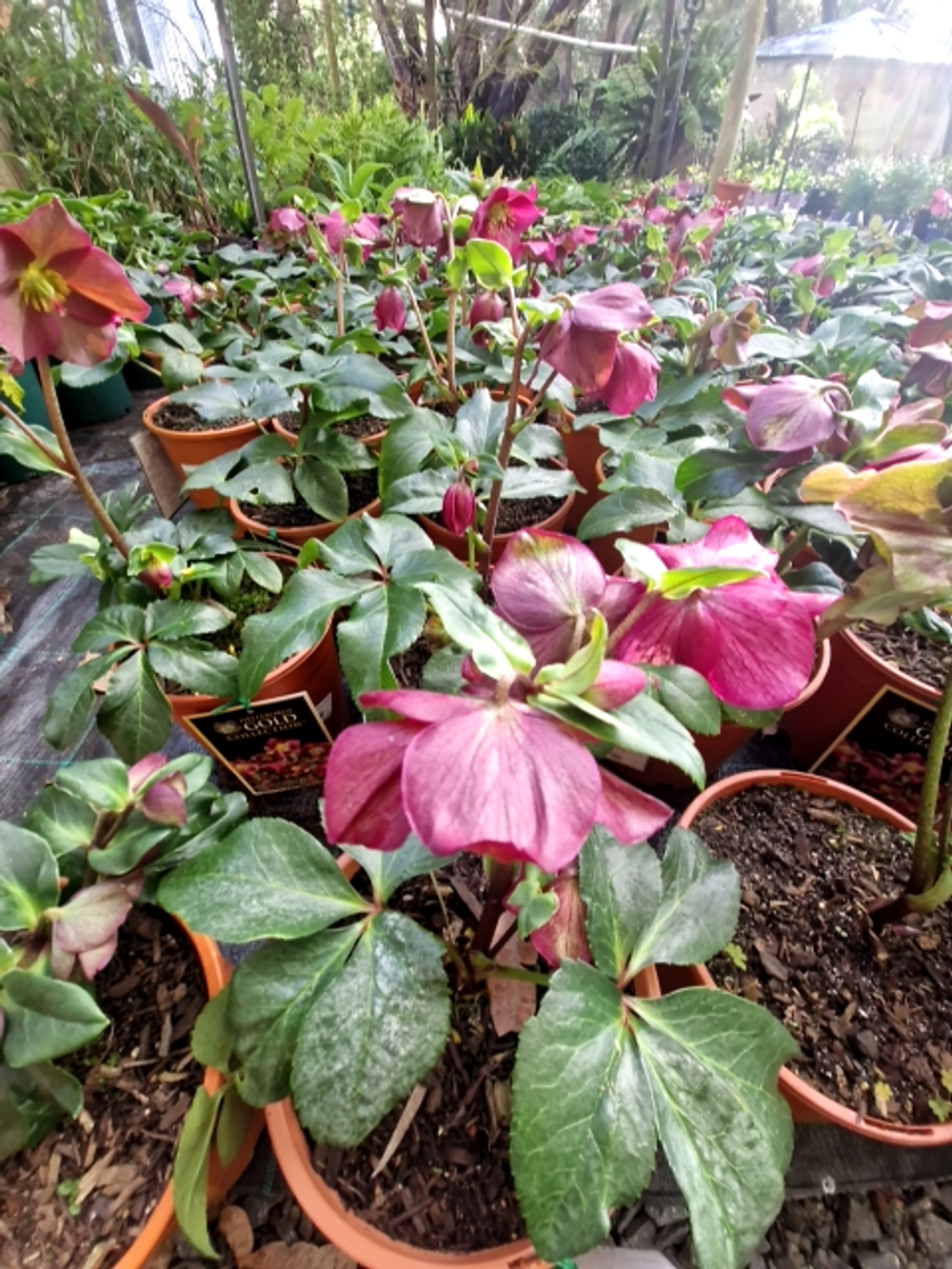HELLEBORUS ICE BRAKER RUBY (17CM)