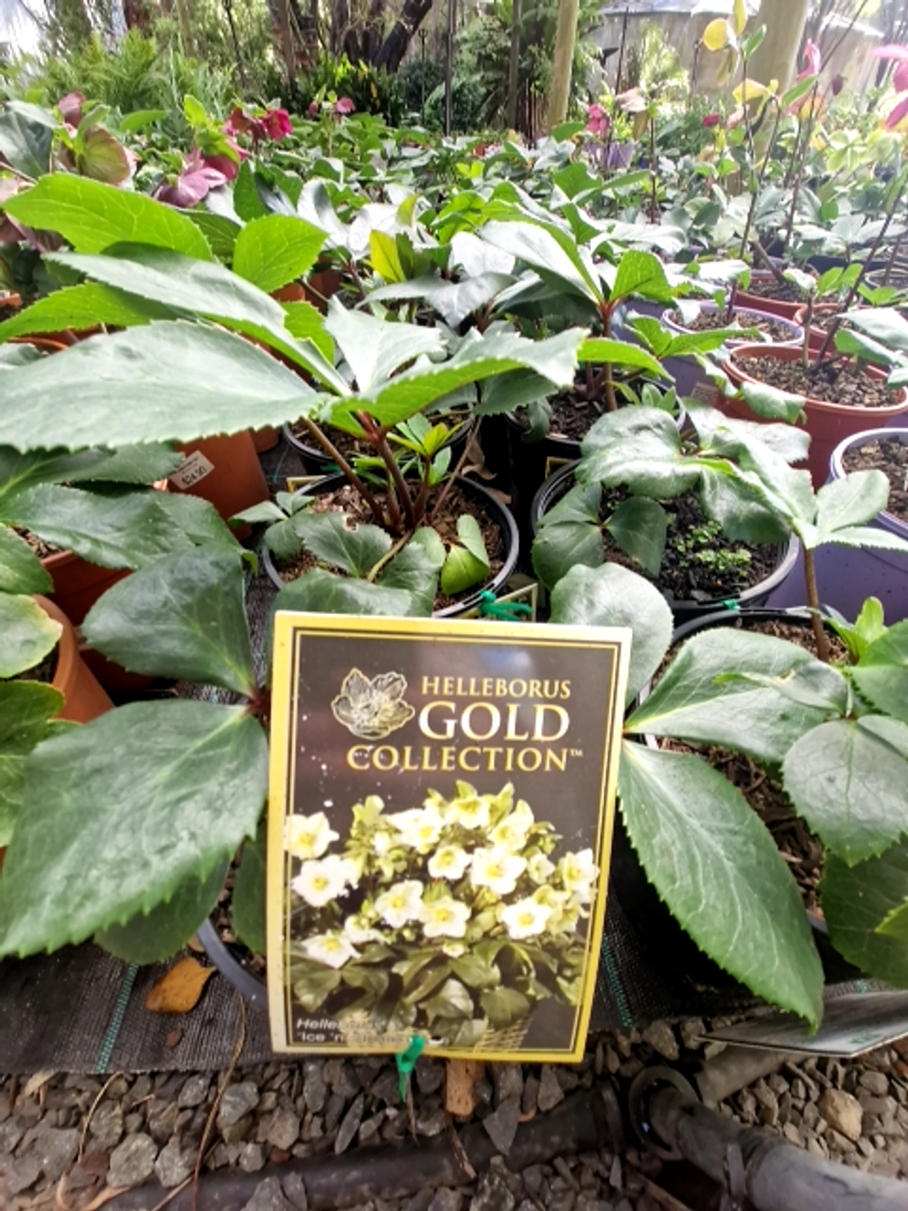 HELLEBORUS ICE N ROSES ROSE WHITE (17CM)