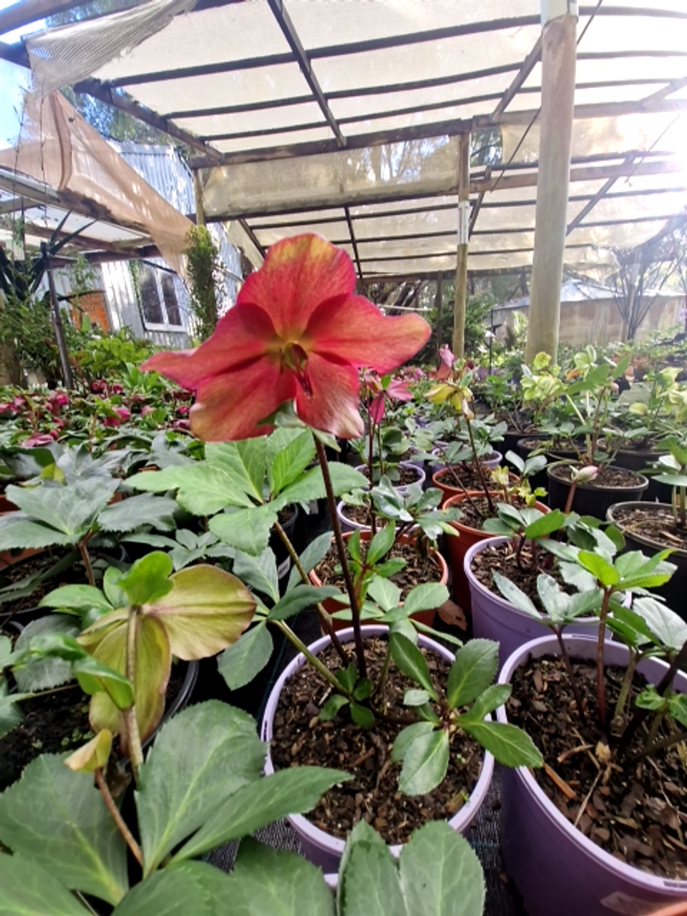 HELLEBORUS WINTER BALLET KARLI (17CM)