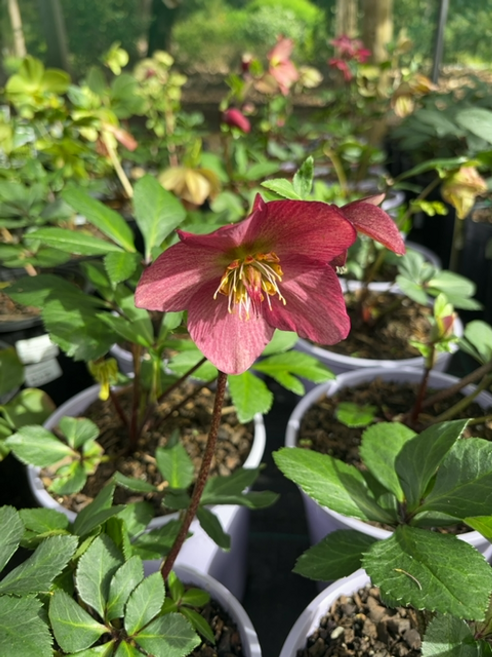 HELLEBORUS WINTER BALLET KARLI (17CM)