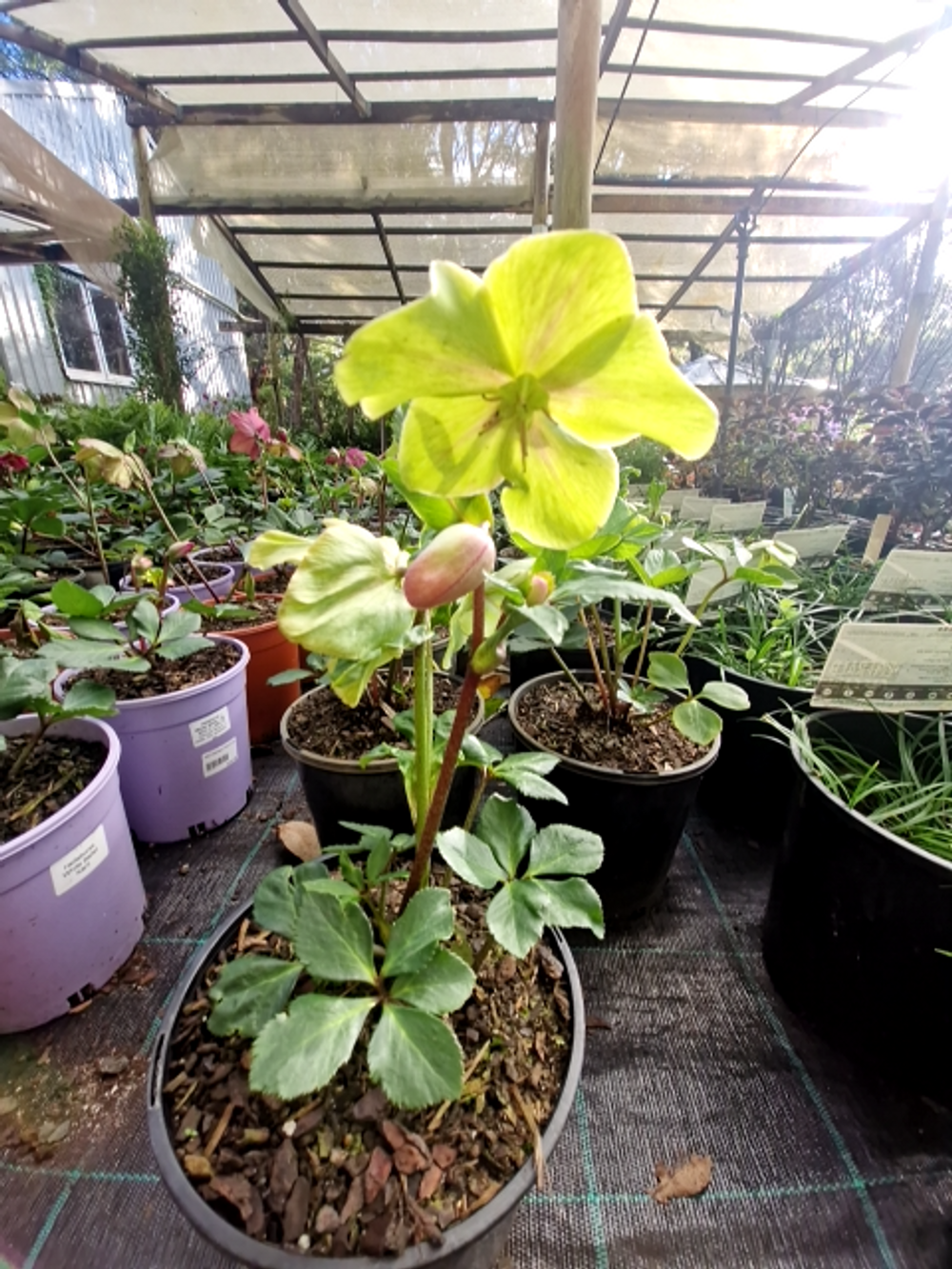 HELLEBORUS WINTER BALLET KATIE (17CM)