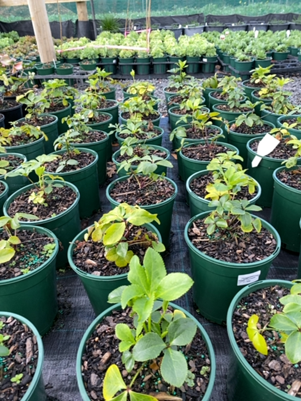 HELLEBORUS WHITE DUCHESS (17CM)