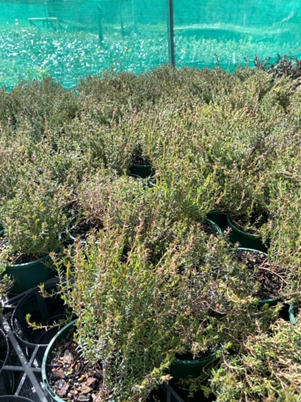 HIBBERTIA SUN DROPS (14CM)