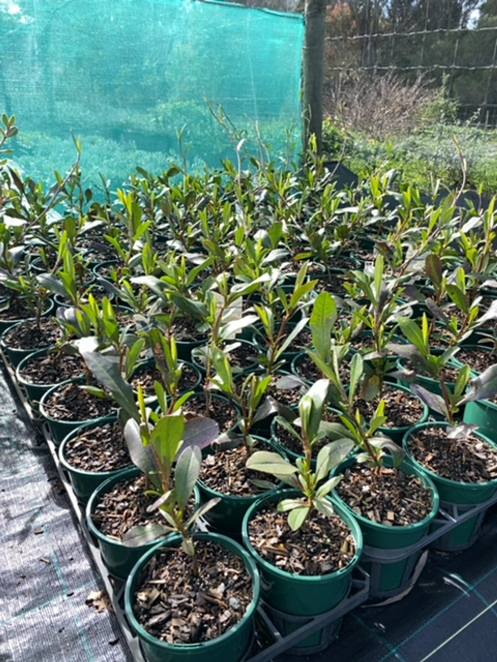 HIBBERTIA SCANDENS GROUNDSWELL (14CM)