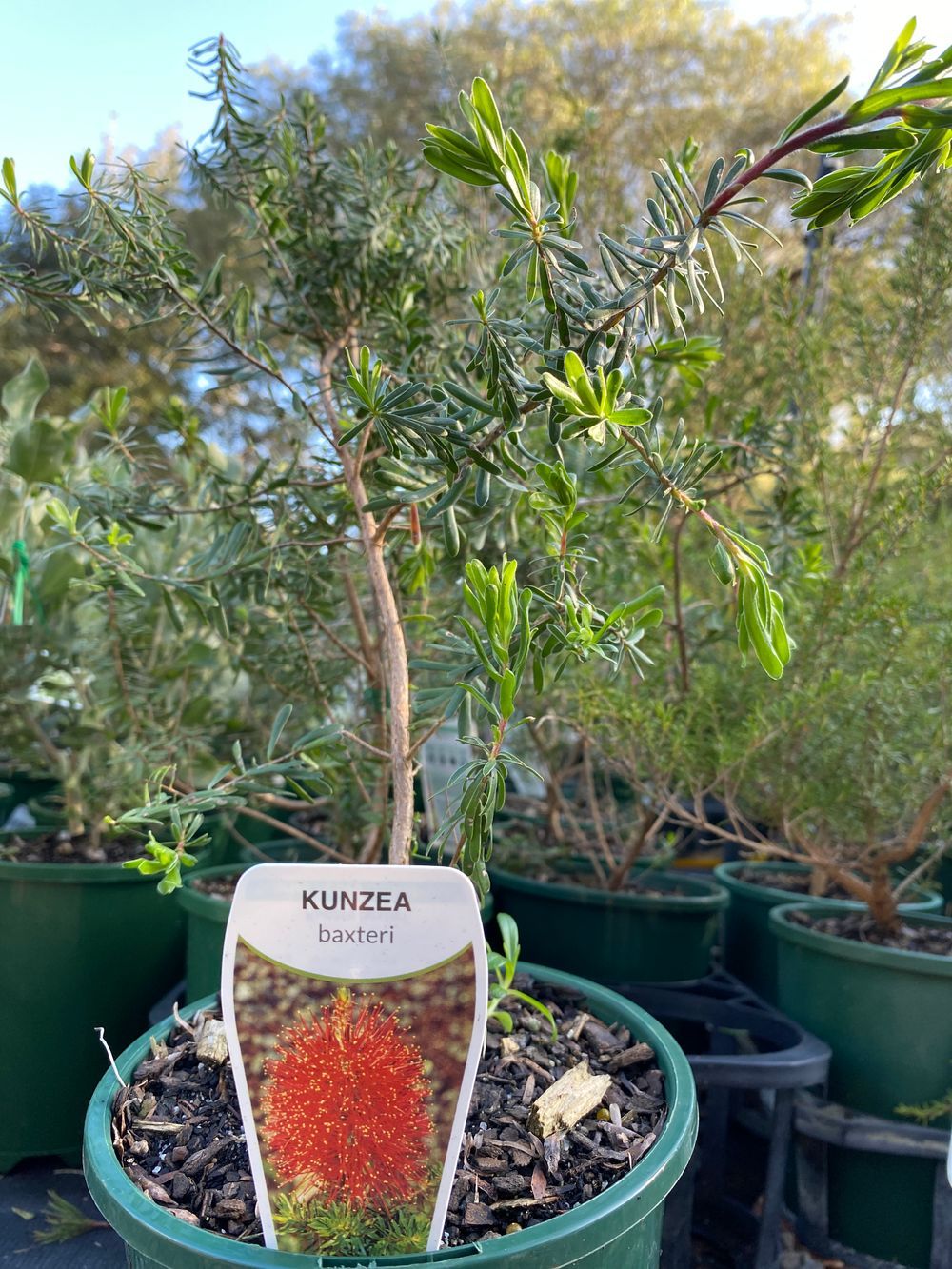 KUNZEA BAXTERI CRIMSON KUNZEA (20CM)
