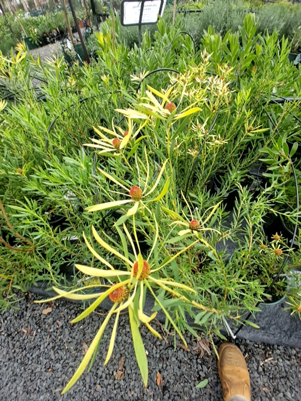 LEUCADENDRON BIRIGHT EYES (20CM)
