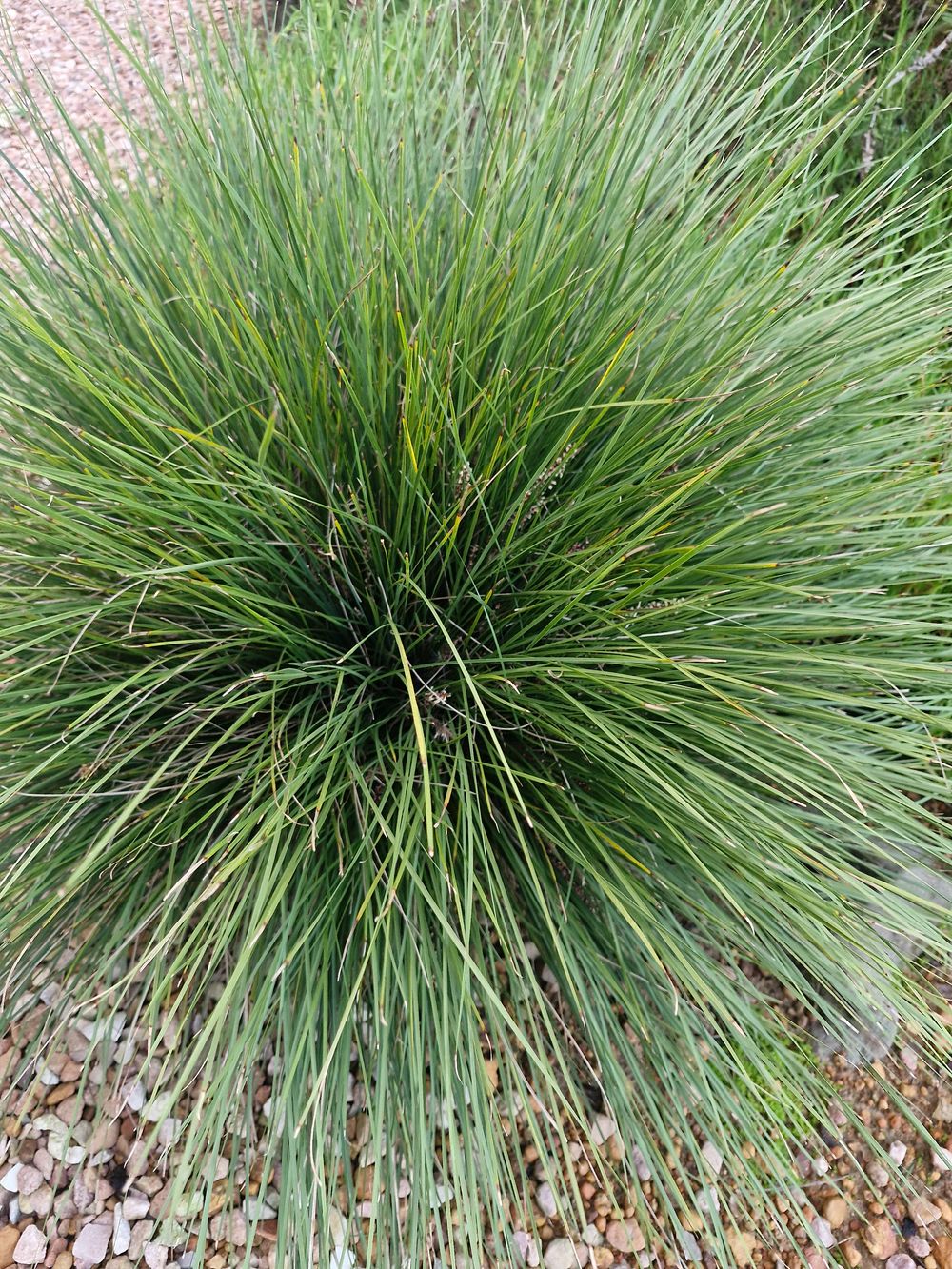 LOMANDRA FROSTY TOP (14CM)