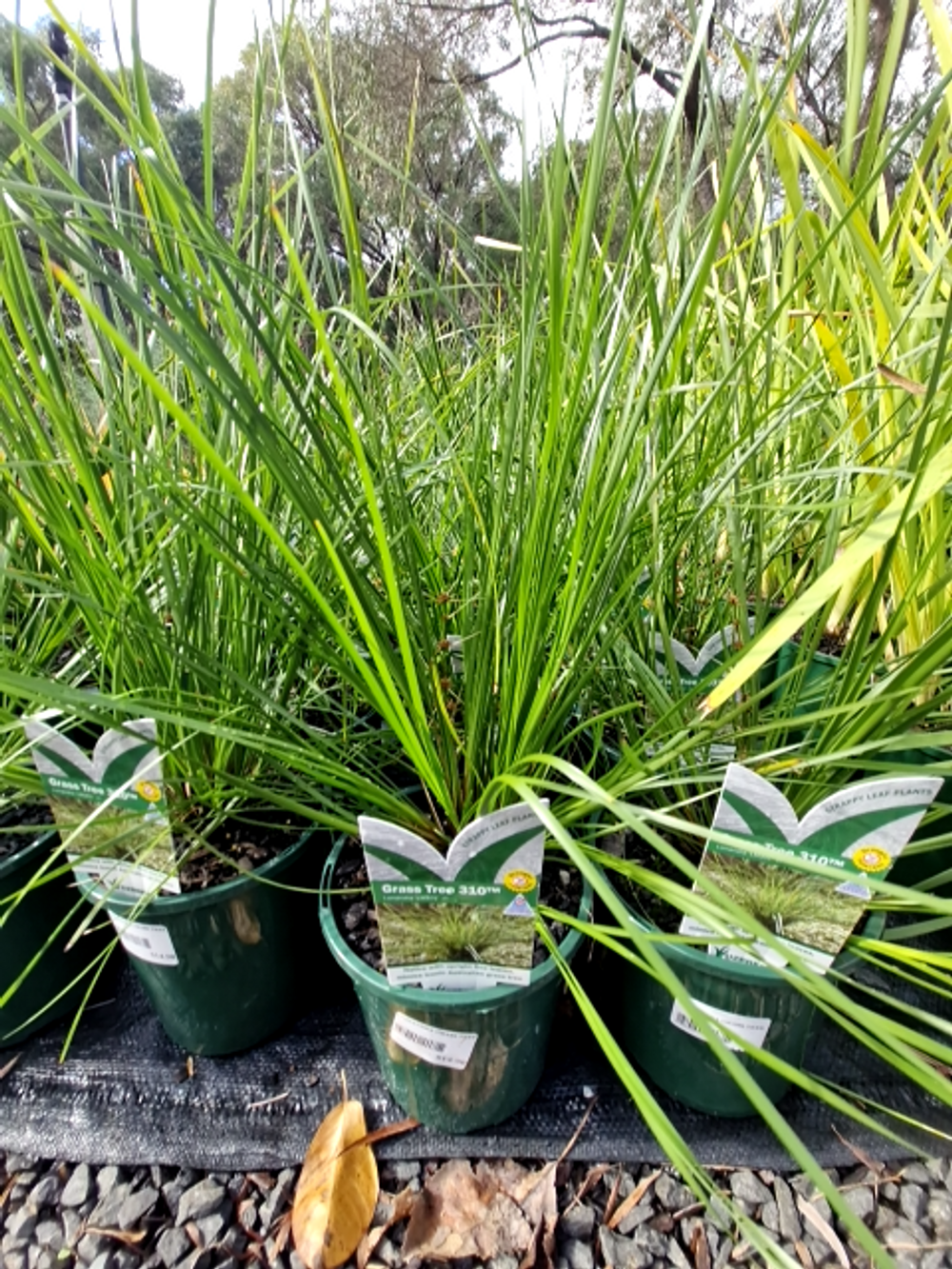 LOMANDRA GRASS TREE PBR (14CM)