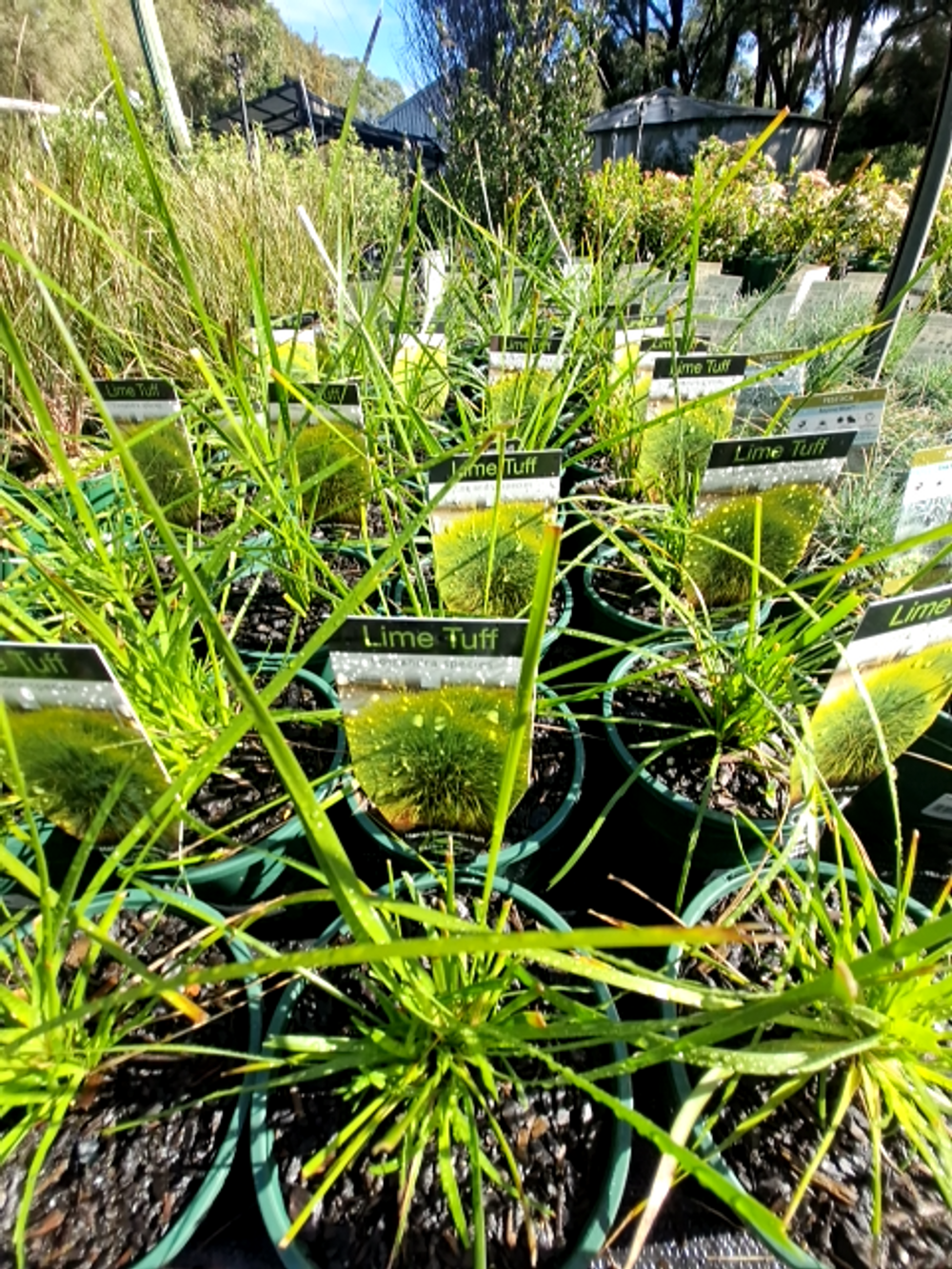 LOMANDRA LIME TUFF (14CM)