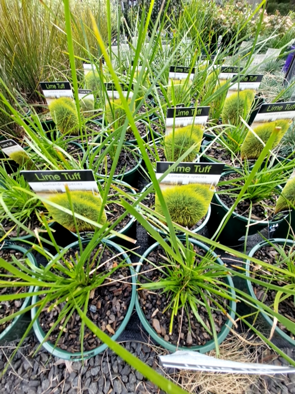 LOMANDRA LIME TUFF (14CM)
