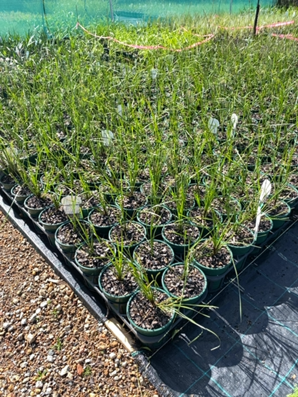 LOMANDRA VERDAY (14CM)