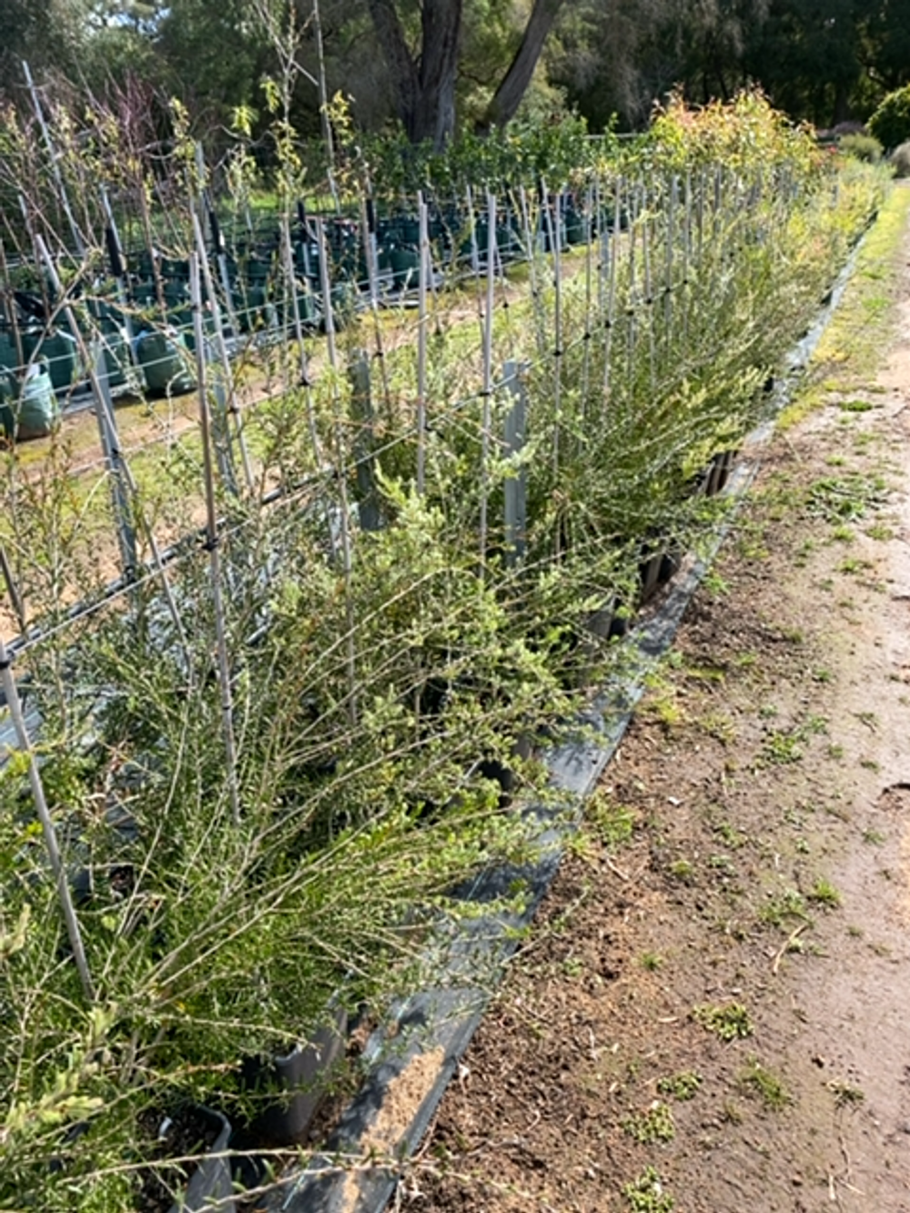 MELALEUCA PENTAGONA (20CM)
