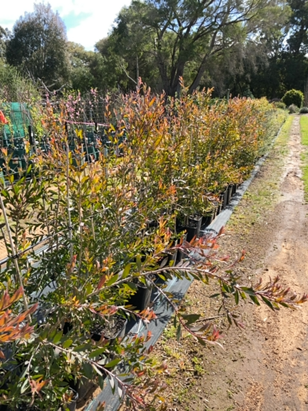 MELALEUCA QUINQUENERVIA BROAD LEAVED PAPERBARK (35LT)