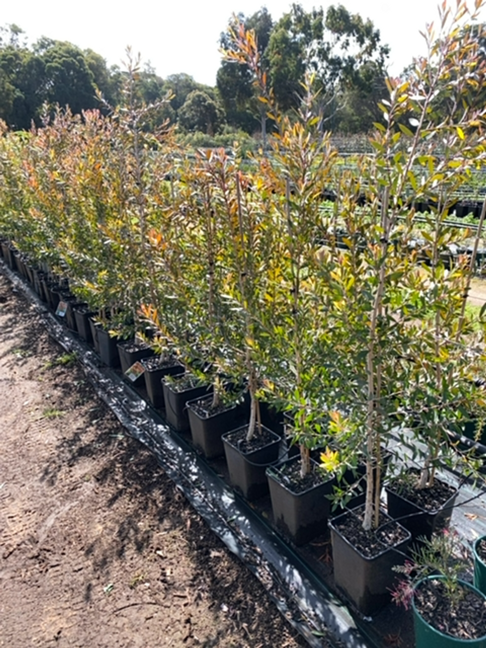 MELALEUCA VIRIDIFLORA (6LT)