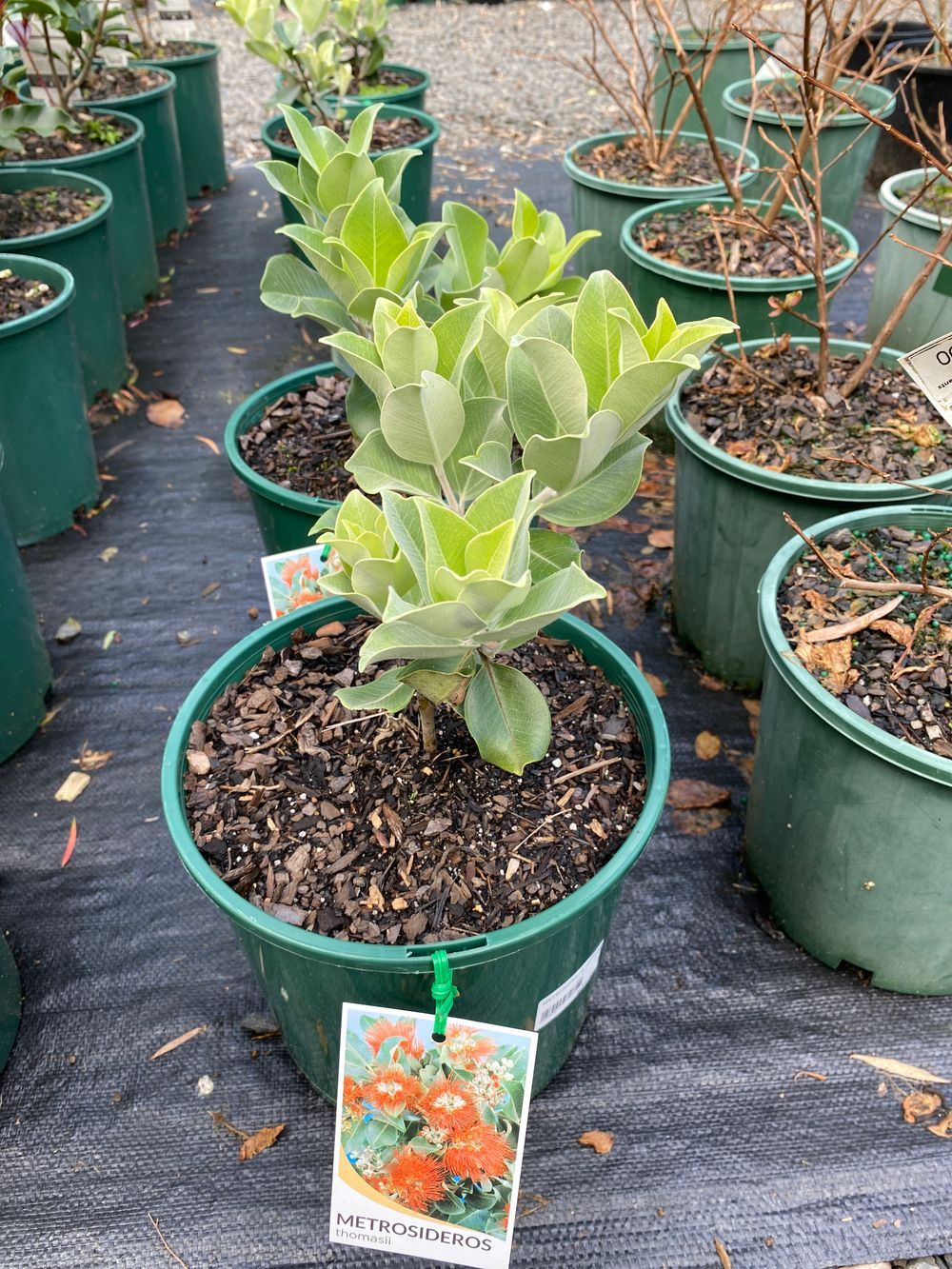 METROSIDEROS THOMASSII NZ CHRISTMAS TREE (20CM)