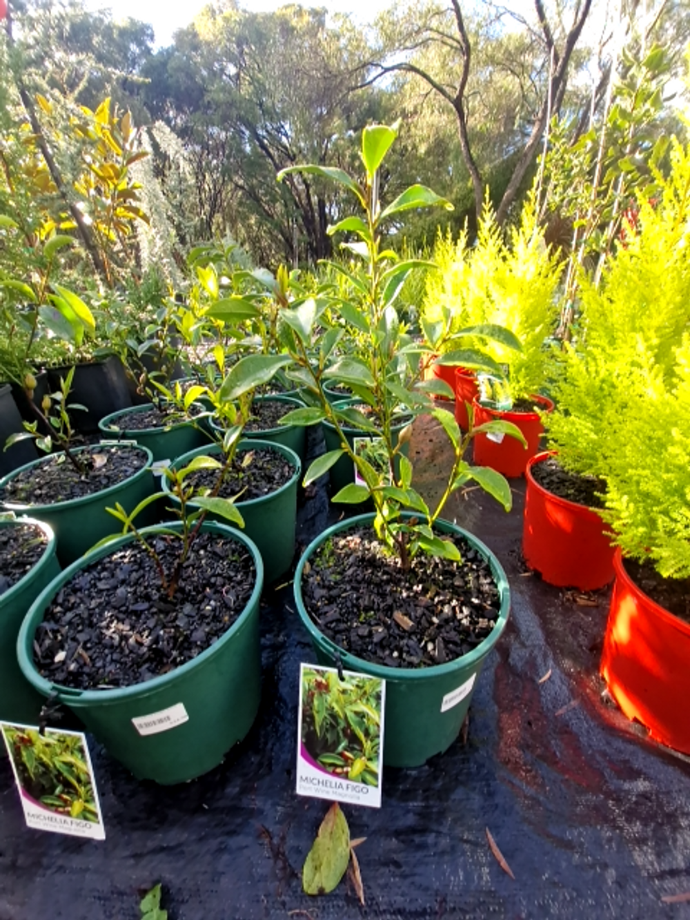 MICHELIA PORT WINE MAGNOLIA (20CM)