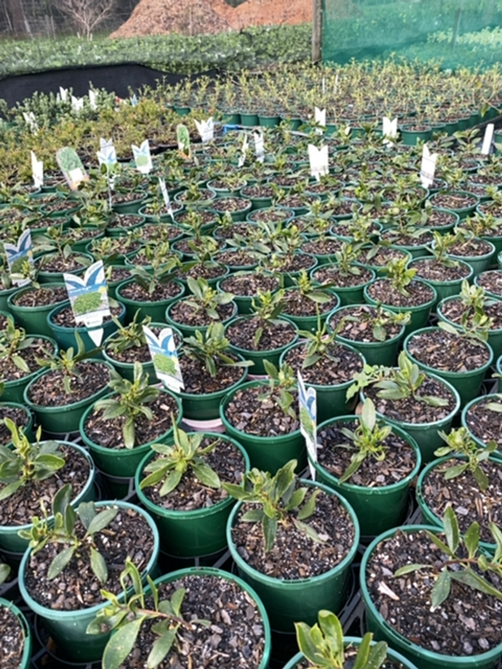 MYOPORUM INSULARE GROUND HUG (14CM)