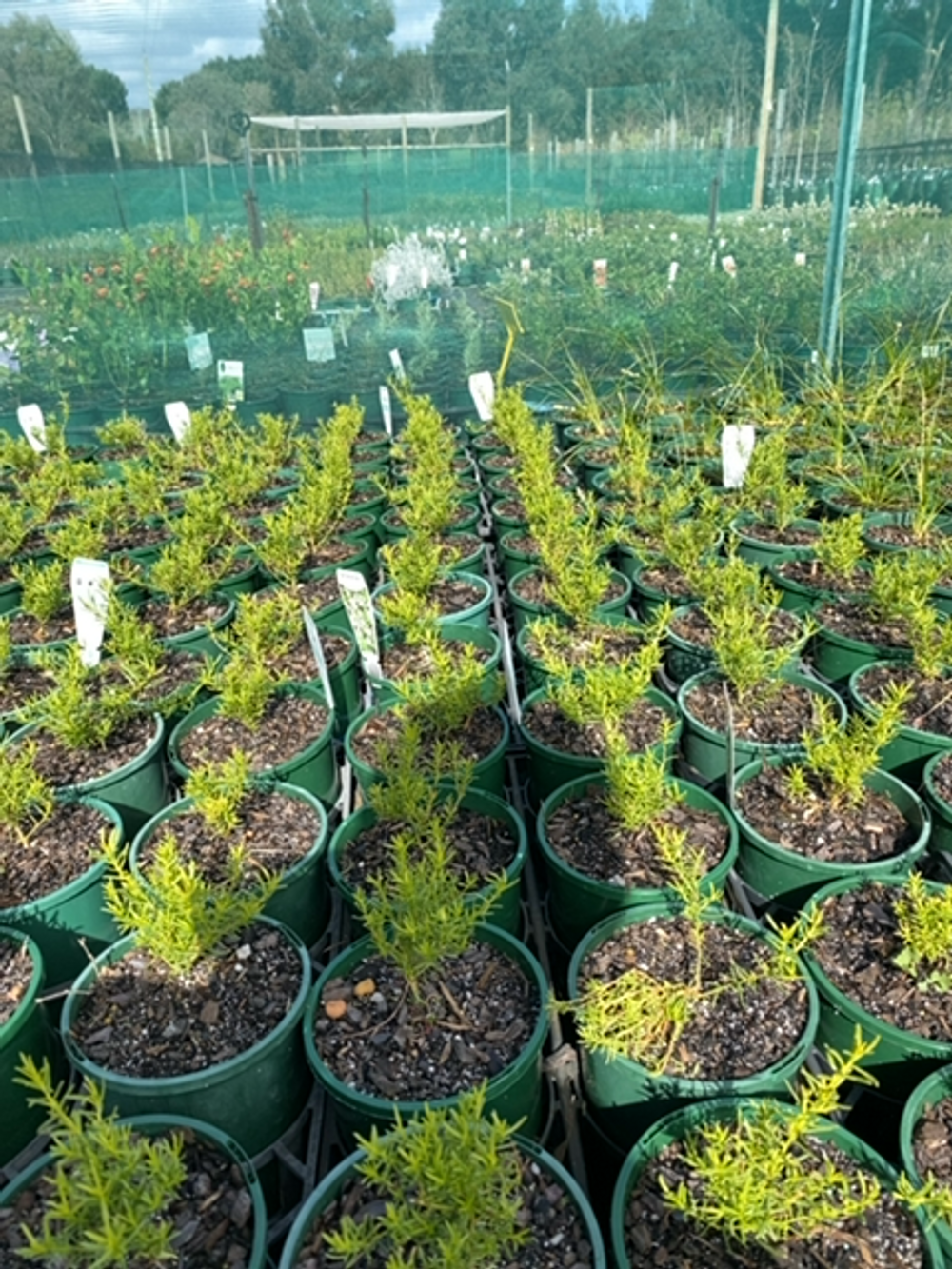 MYOPORUM PARVIFOLIUM GREEN FINE LEAF (14CM)