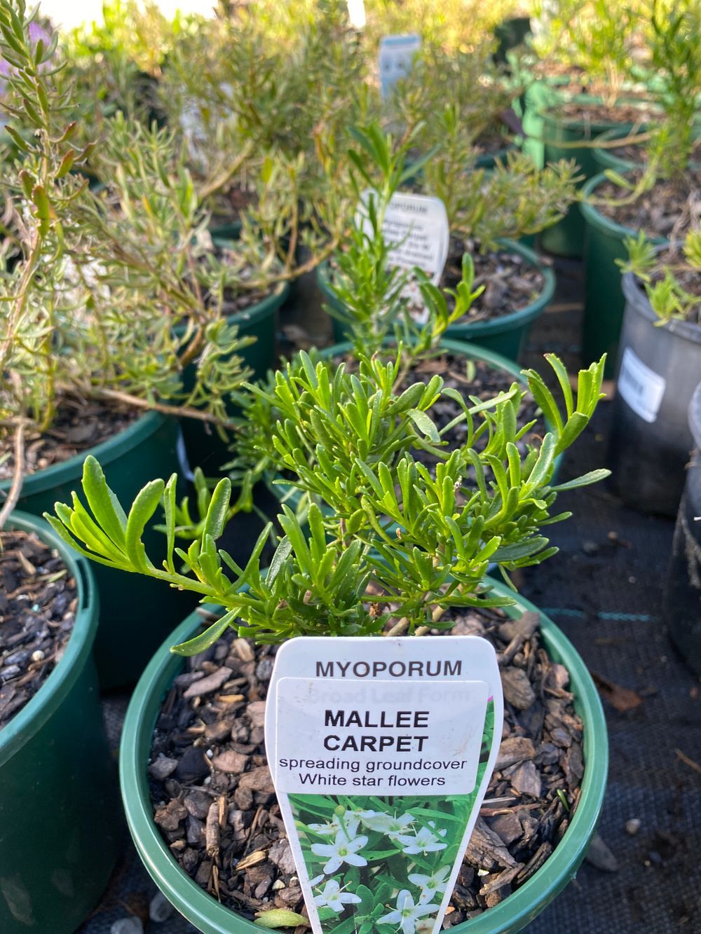 MYOPORUM PARVIFOLIUM MALLEE CARPET (14CM)
