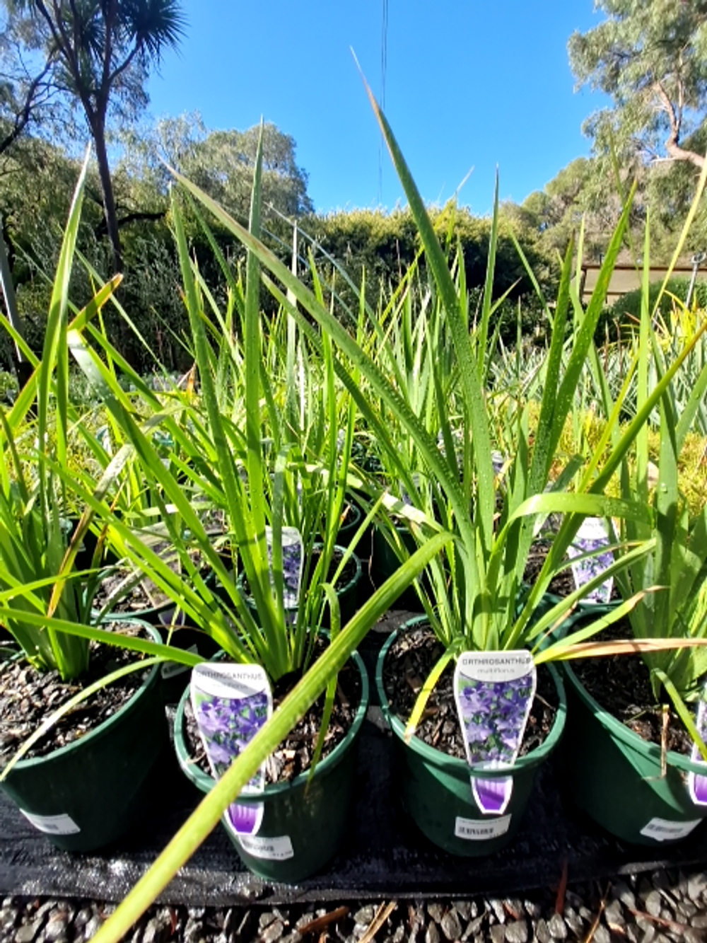 ORTHROSANTHUS MULTIFLORUS MORNING IRIS (14CM)