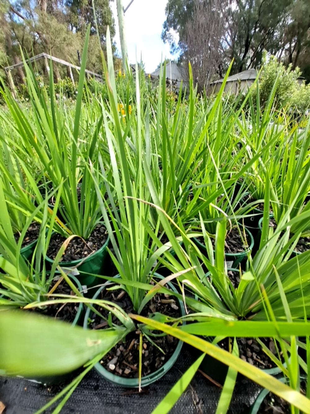 ORTHROSANTHUS POLYSTACHYUS SHADE IRIS (14CM)