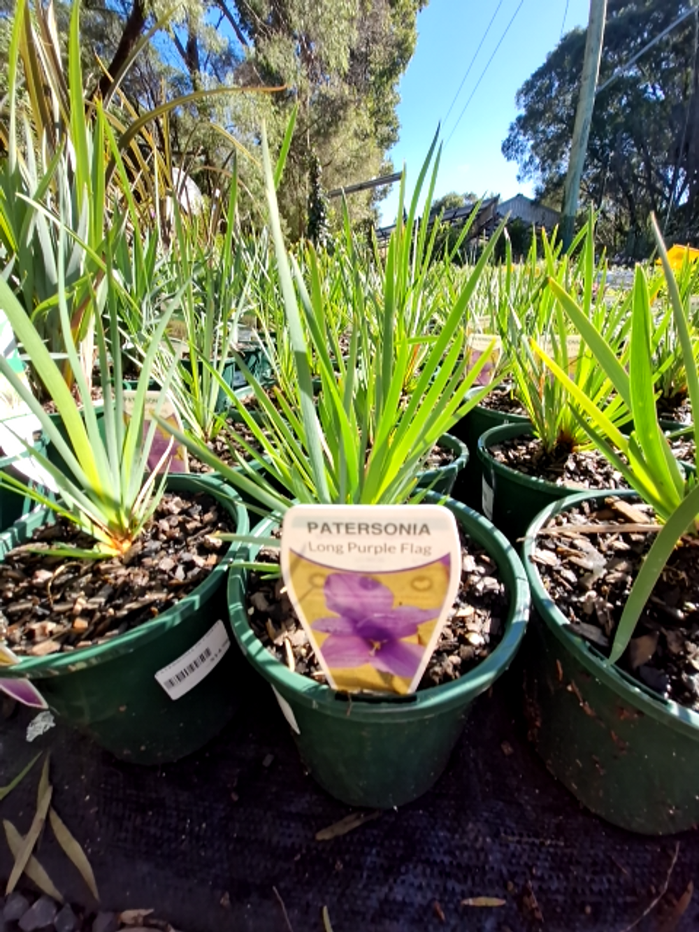 PATERSONIA OCCIDENTALIS PURPLE FLAG (14CM)