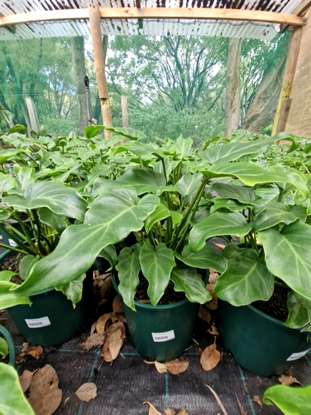 PHILODENDRON XANADU (20CM)