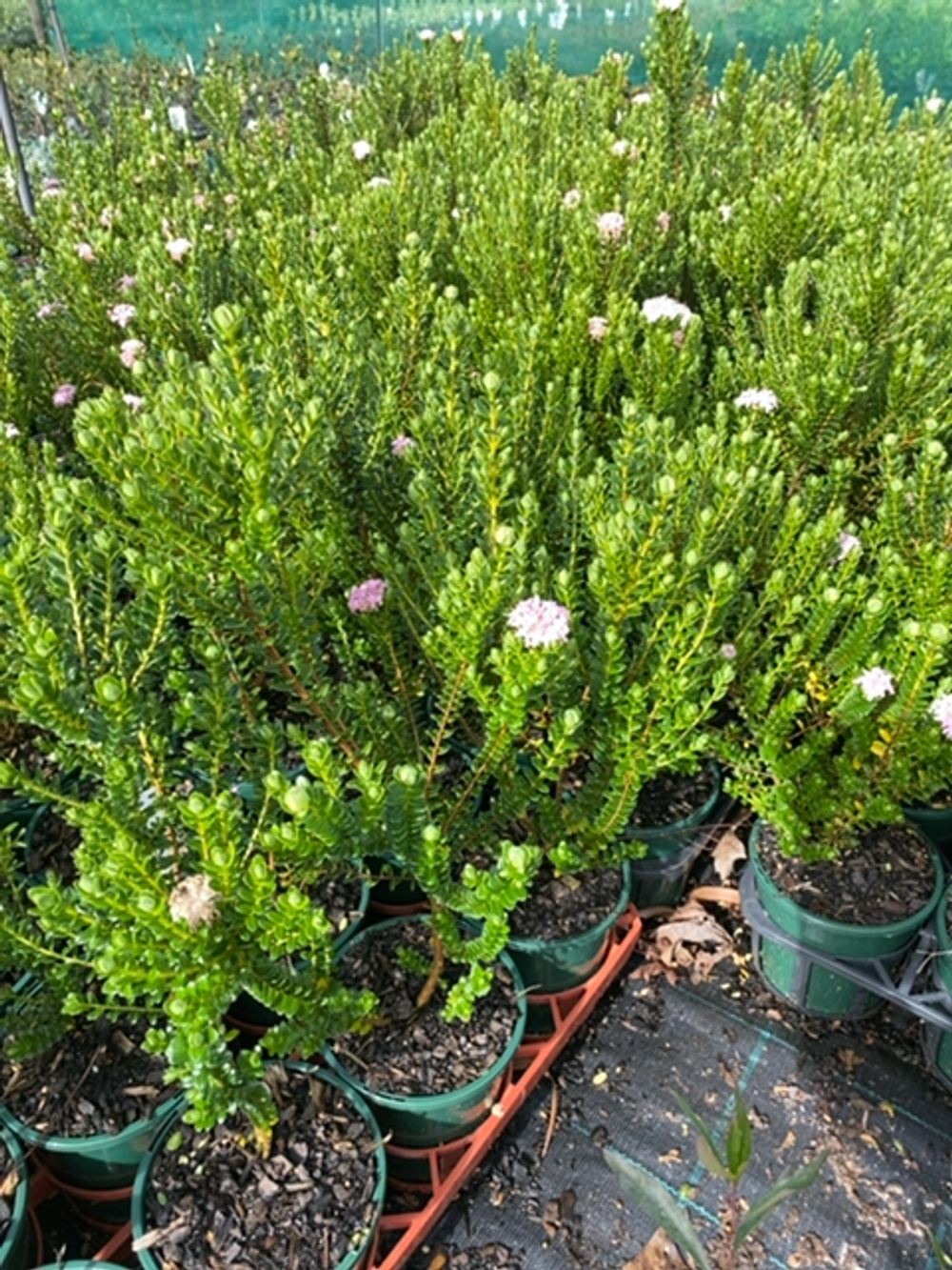 PIMELEA FERRUGINEA (14CM)