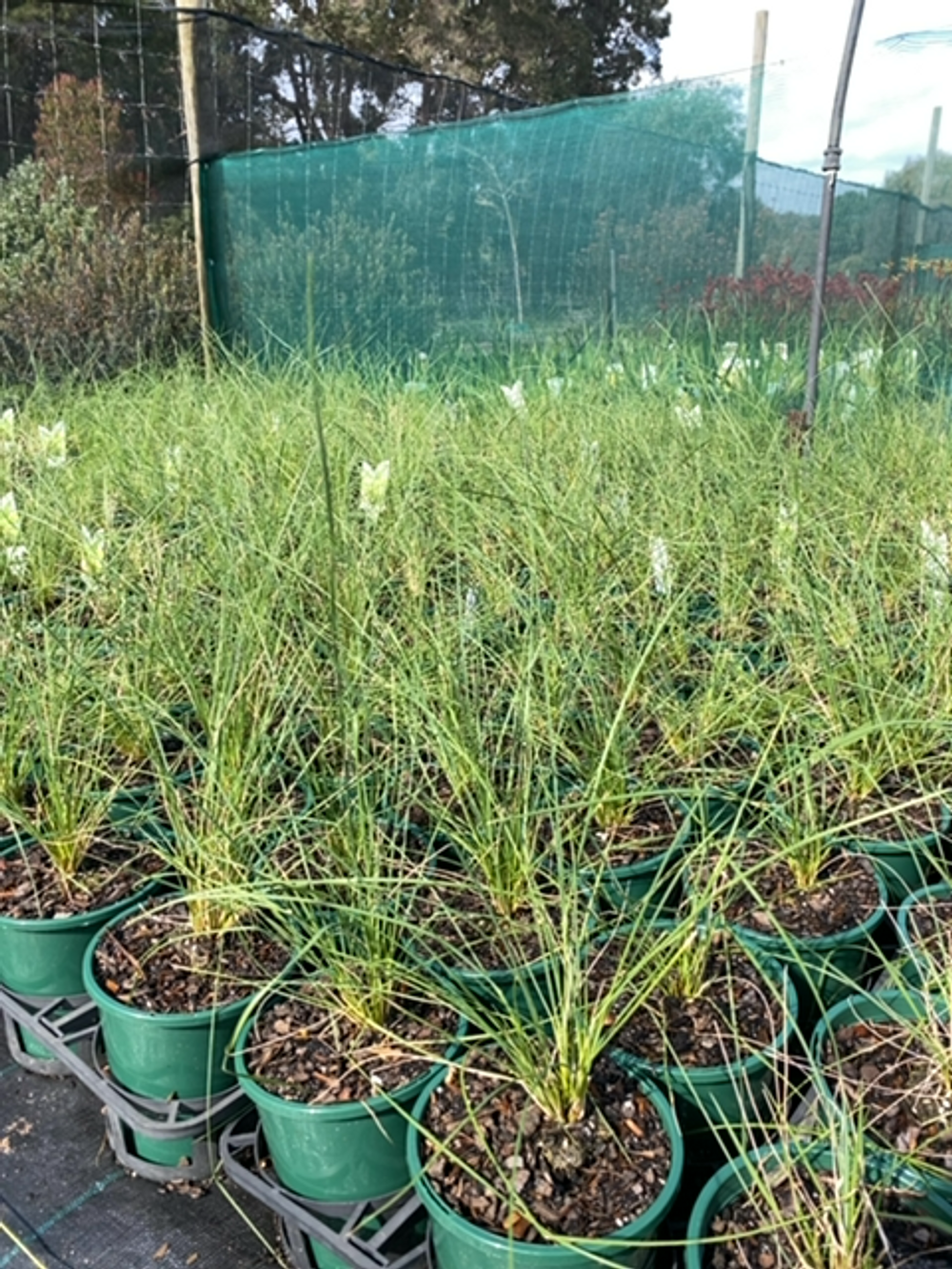 POA ESKDALE PBR (14CM)