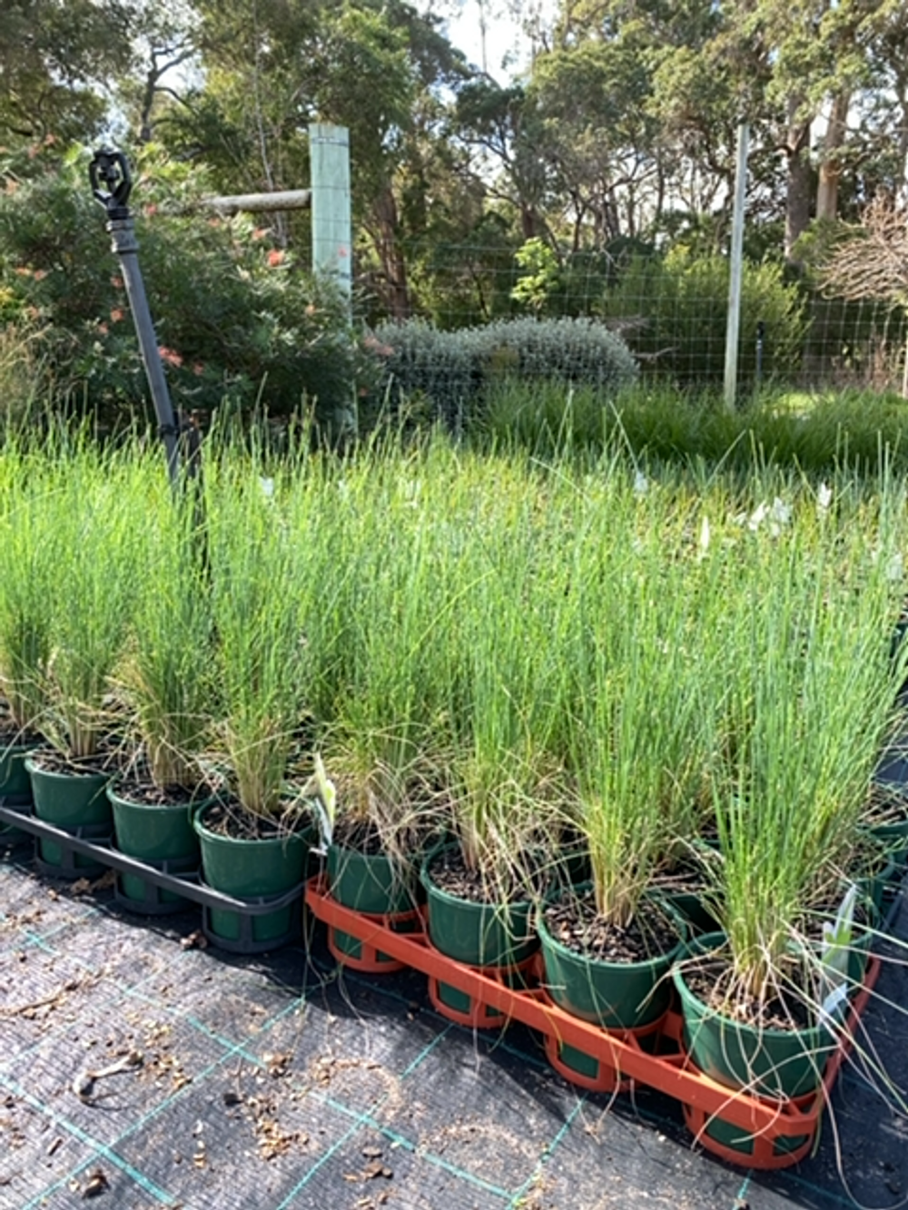 POA KINGSDALE PBR (14CM)