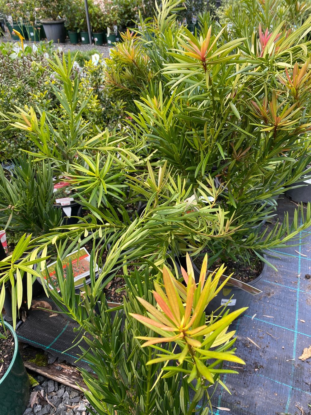 PODOCARPUS MOOD RING (20CM)