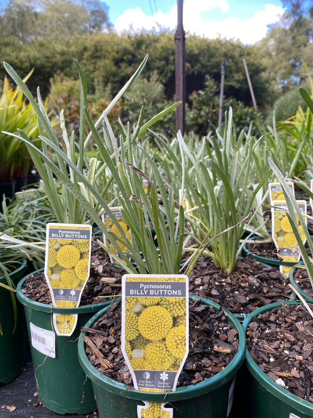 PYCNOSORUS GLOBOSUM BILLY BUTTONS (14CM)