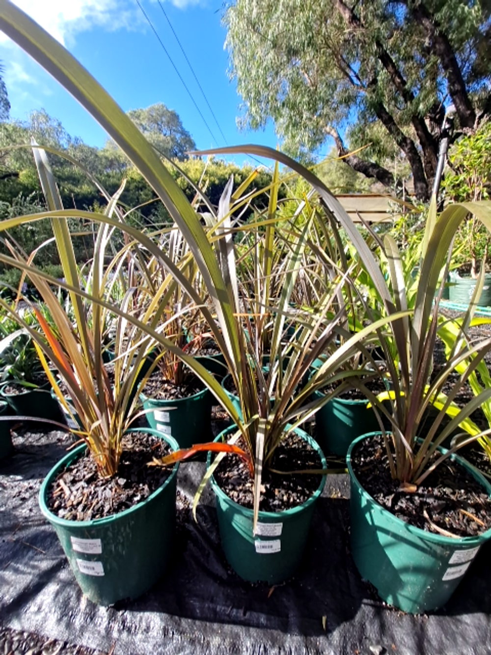 PHORMIUM BLACK BEAUTY (20CM)