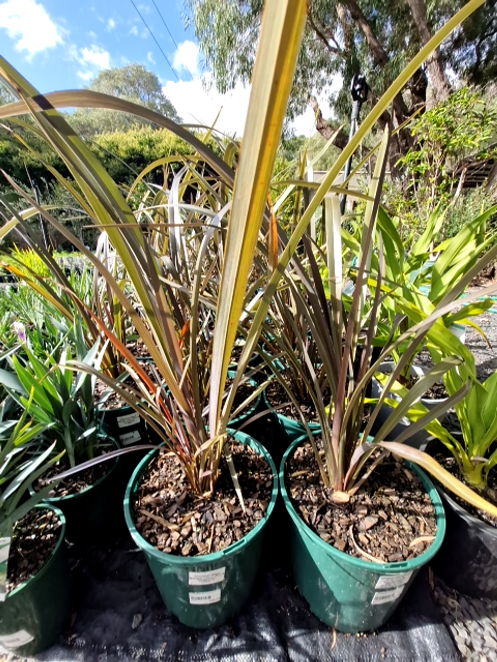 PHORMIUM BLACK BEAUTY (20CM)