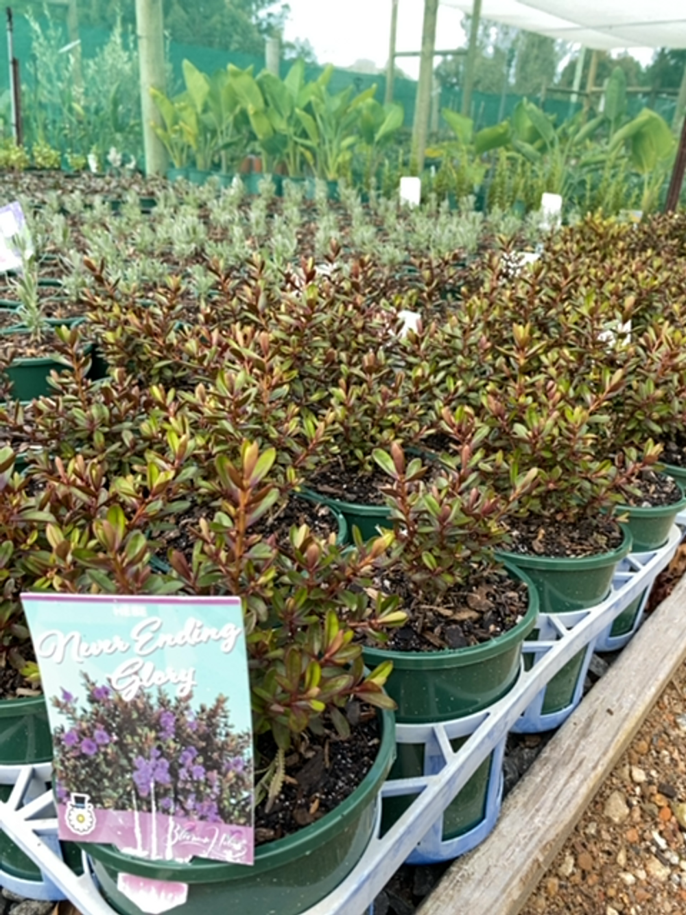 HEBE NEVER ENDING GLORY (14CM)