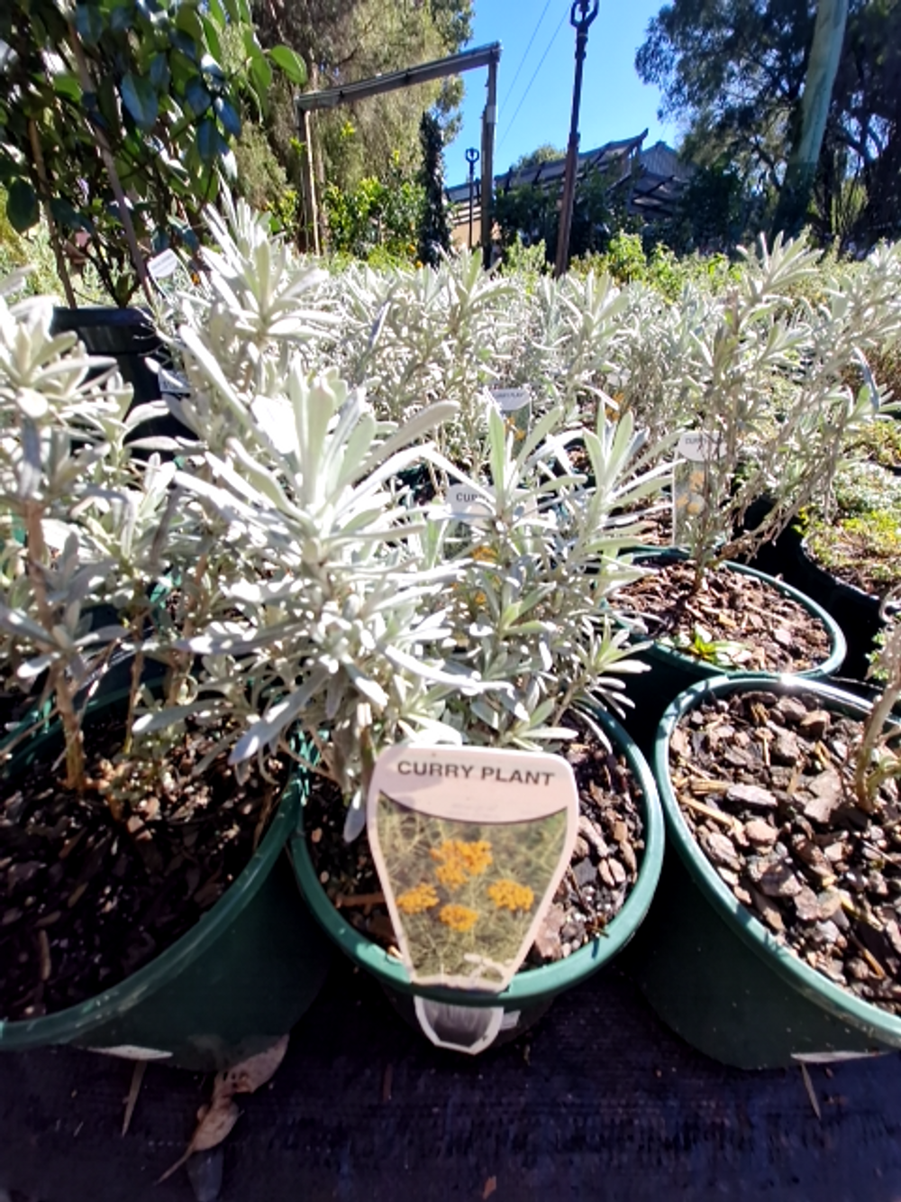 HELICHRYSUM APICULATUM KORMA (14CM)