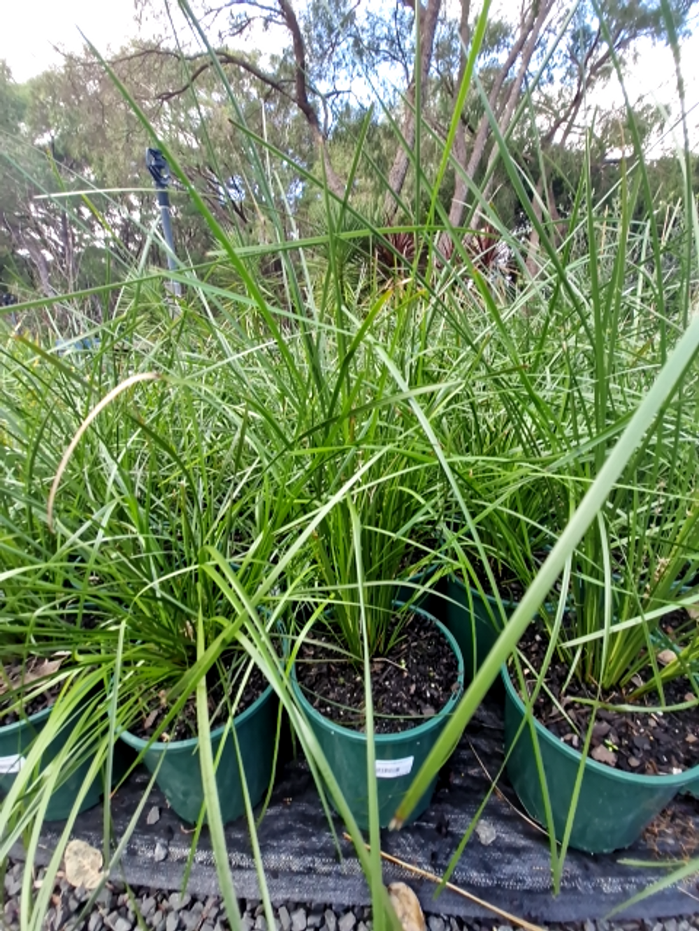 LOMANDRA TANIKA (20cm)