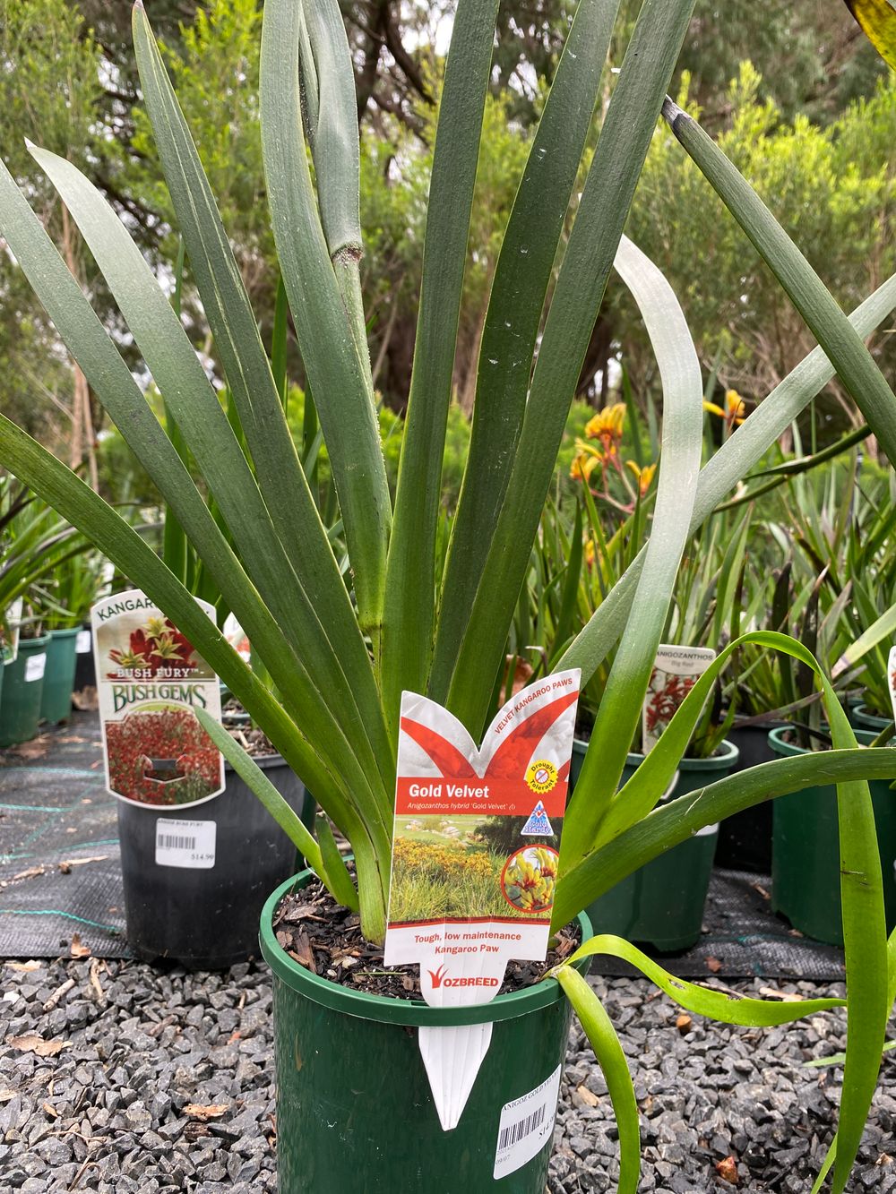 ANIGOZANTHUS GOLD VELVET (14CM)