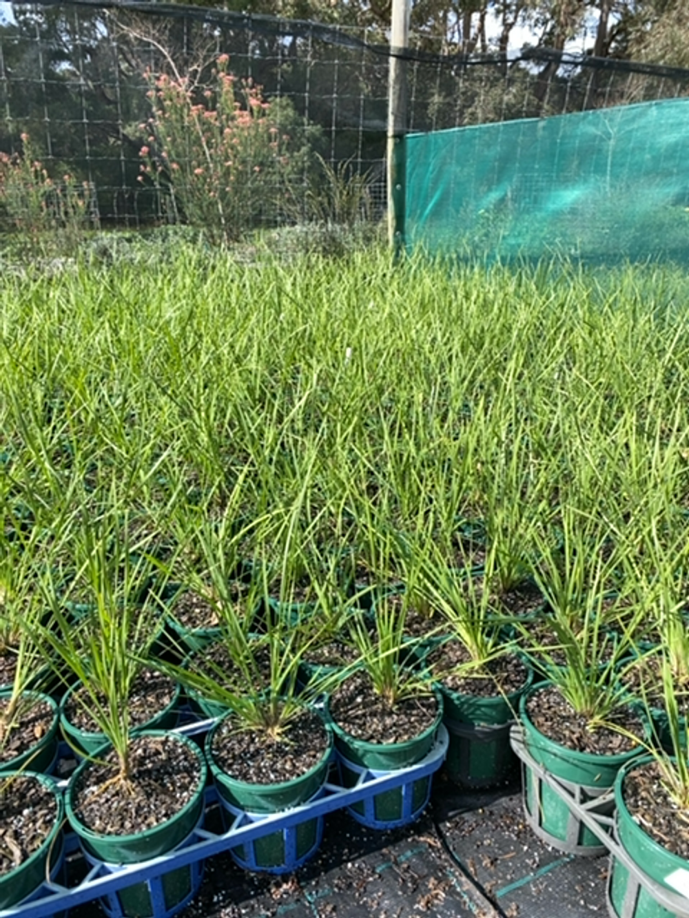 LOMANDRA NYALLA PBR (14CM)