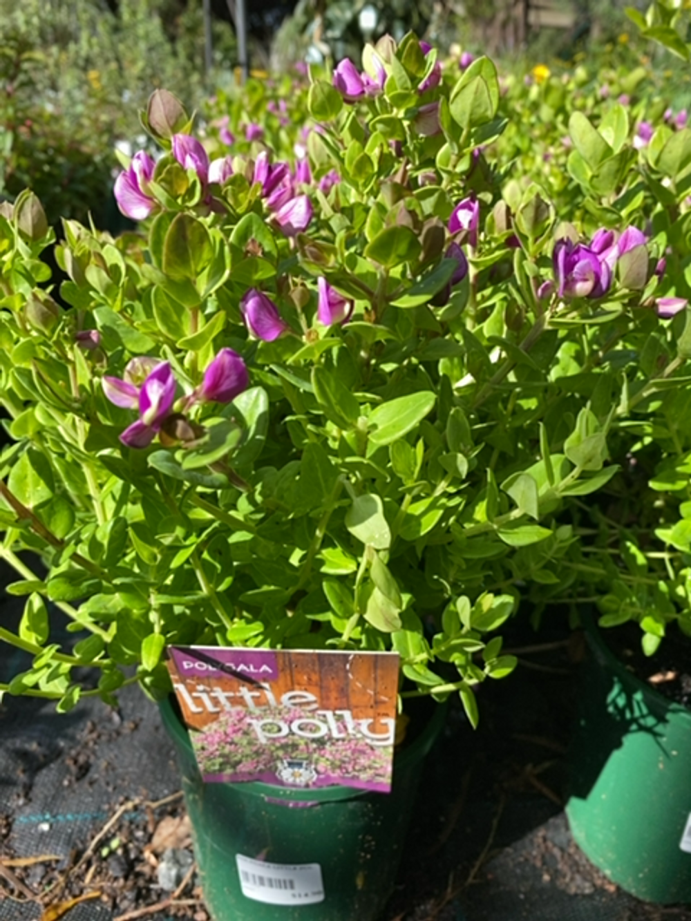 POLYGALA LITTLE POLLY (14CM)