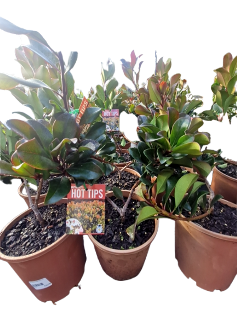 RAPHIOLEPSIS HOT TIPS (17CM)