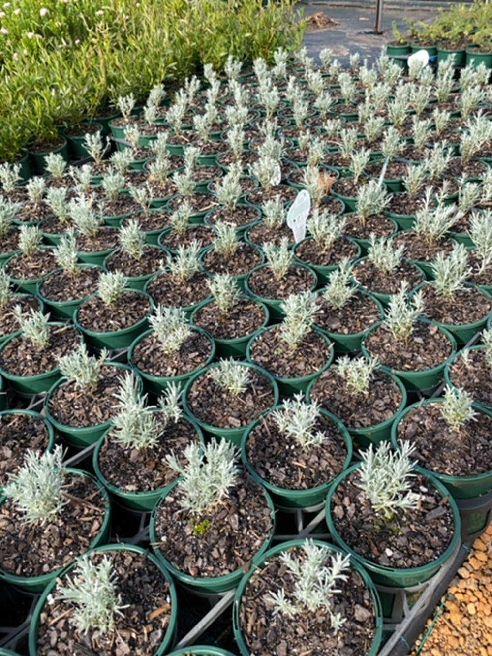 LEUCOPHYTA SILVER FROST (14CM)