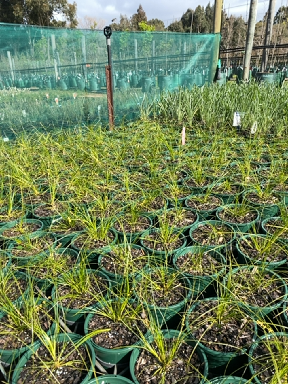 LOMANDRA MISTY GREEN (14CM)