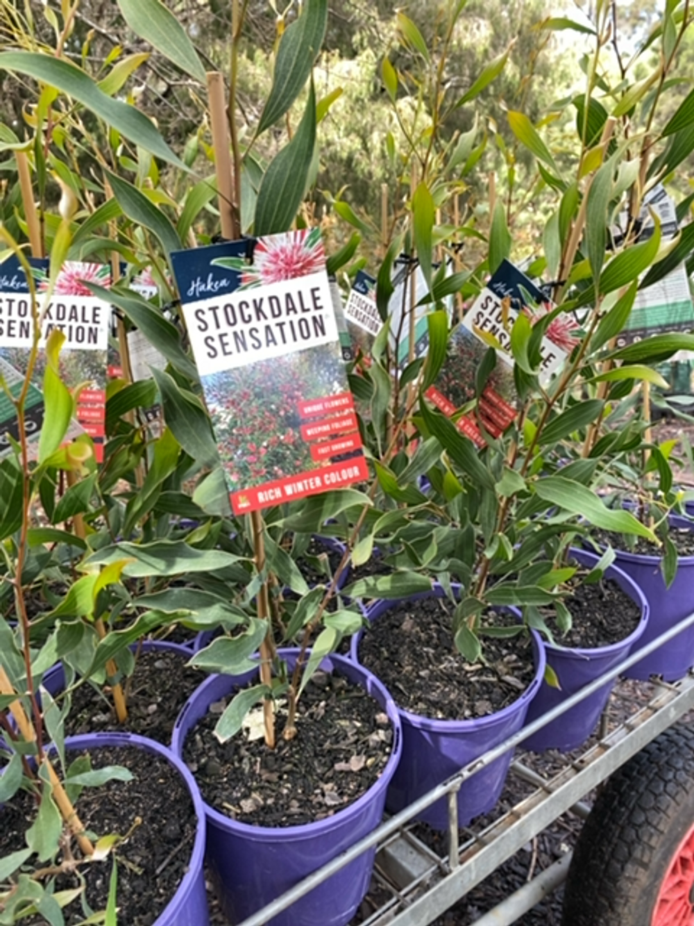 HAKEA STOCKDALE SENSATION (17CM)