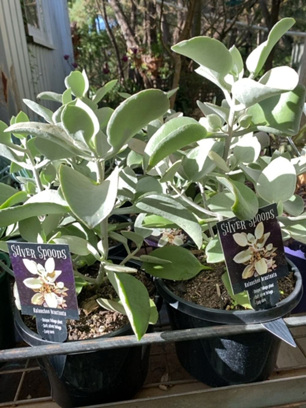 KALANCHOE SILVER SPOON (17CM)