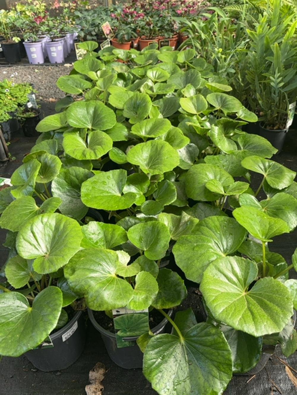 LIGULARIA TRACTOR SEAT (17CM)