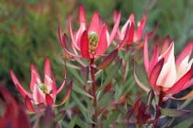 PROTEA & LEUCADENDRON
